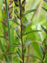 Attēlu rezultāti vaicājumam “Odontites vulgaris fruit”