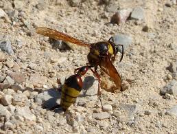 Attēlu rezultāti vaicājumam “Eumenidae”