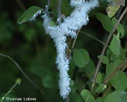 Attēlu rezultāti vaicājumam “Prociphilus xylostei”