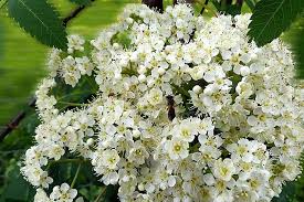 Attēlu rezultāti vaicājumam “Sorbus aucuparia flower”
