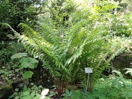 Attēlu rezultāti vaicājumam “Dryopteris affinis”