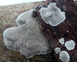 Attēlu rezultāti vaicājumam “Cinereomyces lindbladii”