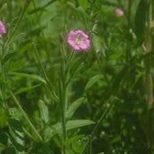 Attēlu rezultāti vaicājumam “Epilobium hirsutum flower”