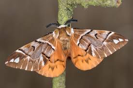 Attēlu rezultāti vaicājumam “Endromis versicolora”