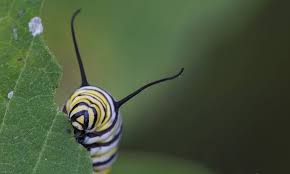 Image result for monarch caterpillar