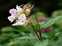 Image result for Impatiens glandulifera