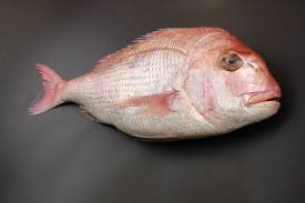 Image result for Pagrus auratus