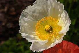 Image result for Papaver nudicaule