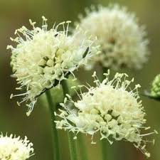 Attēlu rezultāti vaicājumam “Succisa pratensis leaf”