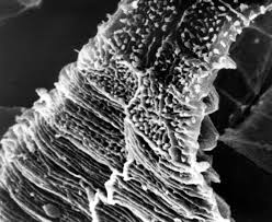 Attēlu rezultāti vaicājumam “Platydictya jungermannioides macro”