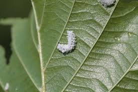 Attēlu rezultāti vaicājumam “Eriocampa ovata”