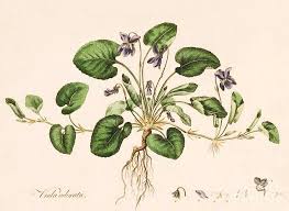 Image result for Viola odorata