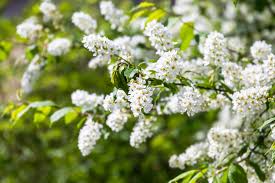 Attēlu rezultāti vaicājumam “Prunus (bird-cherry tree)”