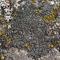 Attēlu rezultāti vaicājumam “Hypocenomyce friesii”