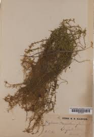 Attēlu rezultāti vaicājumam “Warnstorfia fluitans”