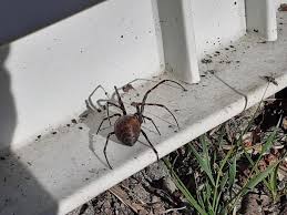 Attēlu rezultāti vaicājumam “Neottiura bimaculata female”