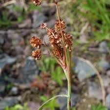 Attēlu rezultāti vaicājumam “Luzula multiflora”