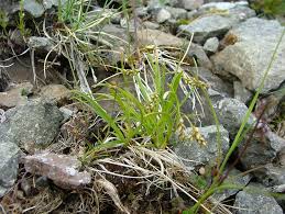 Attēlu rezultāti vaicājumam “Carex capillaris”