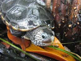 Image result for Malaclemys terrapin