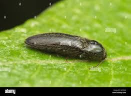 Attēlu rezultāti vaicājumam “Melanotus sp.”