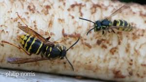 Attēlu rezultāti vaicājumam “Dolichovespula media”