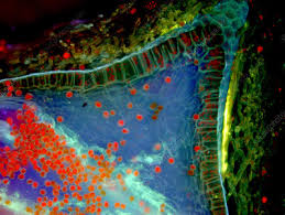 Attēlu rezultāti vaicājumam “Tortula truncata sporophyte”