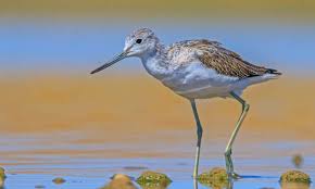 Attēlu rezultāti vaicājumam “Tringa nebularia”