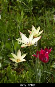 Attēlu rezultāti vaicājumam “Tulipa sylvestris flower”