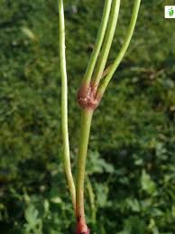 Attēlu rezultāti vaicājumam “Geranium sylvaticum bud”