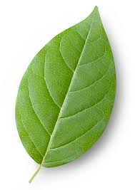 Attēlu rezultāti vaicājumam “leaf”