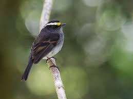 Attēlu rezultāti vaicājumam “Cryptocala chardinyi”