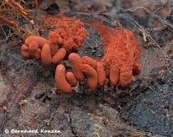 Attēlu rezultāti vaicājumam “Craterium aureum”