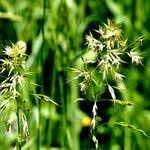 Attēlu rezultāti vaicājumam “Trisetum flavescens flower”