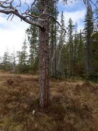 Attēlu rezultāti vaicājumam “Nothorhina punctata”