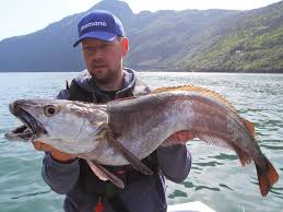 Image result for Merluccius merluccius