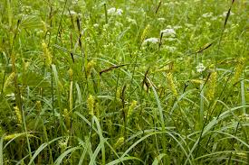 Attēlu rezultāti vaicājumam “Carex hirta”