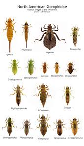 Attēlu rezultāti vaicājumam “Dicyphus nymph”