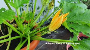 Attēlu rezultāti vaicājumam “Cucurbita pepo leaf”