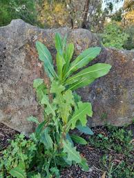 Attēlu rezultāti vaicājumam “Lactuca serriola”