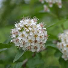 Attēlu rezultāti vaicājumam “Physocarpus opulifolius”