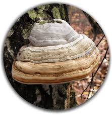 Attēlu rezultāti vaicājumam “Fomes fomentarius”