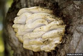 Attēlu rezultāti vaicājumam “Climacodon septentrionalis”