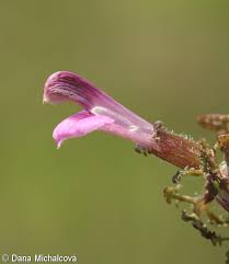 Attēlu rezultāti vaicājumam “Pedicularis palustris flower”