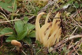 Attēlu rezultāti vaicājumam “Clavaria straminea”