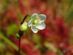 Attēlu rezultāti vaicājumam “Drosera rotundifolia flower”
