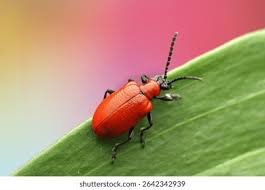 Attēlu rezultāti vaicājumam “Lilioceris lilii”