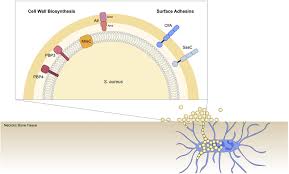 Attēlu rezultāti vaicājumam “Dicranella staphylina cells”