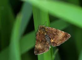 Attēlu rezultāti vaicājumam “Panemeria tenebrata”