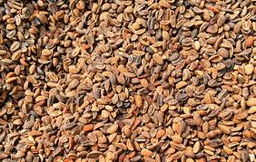 Image result for Phacelia