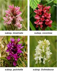 Attēlu rezultāti vaicājumam “Dactylorhiza cruenta flower”